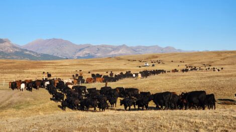 Cattle Drives, Bear Creek Guest Ranch